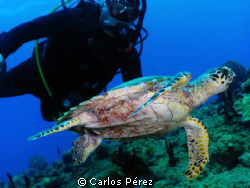 Hawksbill Diver @ El Natural Aguadilla PR; Manual Set by Carlos Pérez 